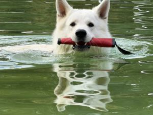 Mehr über den Artikel erfahren It´s Pooltime, Baby!